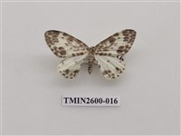 藏品(尺蛾114)的圖片